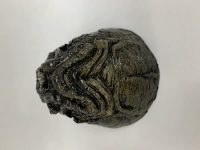 ALIEN REPLACEMENT EGGS