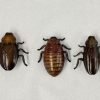 COCKROACH 3PC SET